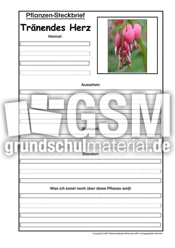 Pflanzensteckbrief-Tränendes-Herz.pdf